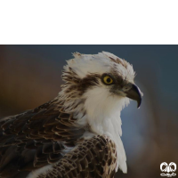 خانواده عقاب ماهیگیر PANDIONIDAE